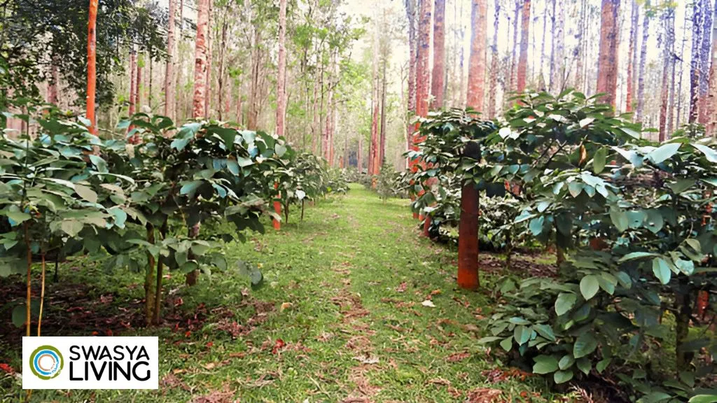 Types of Coffee Plants