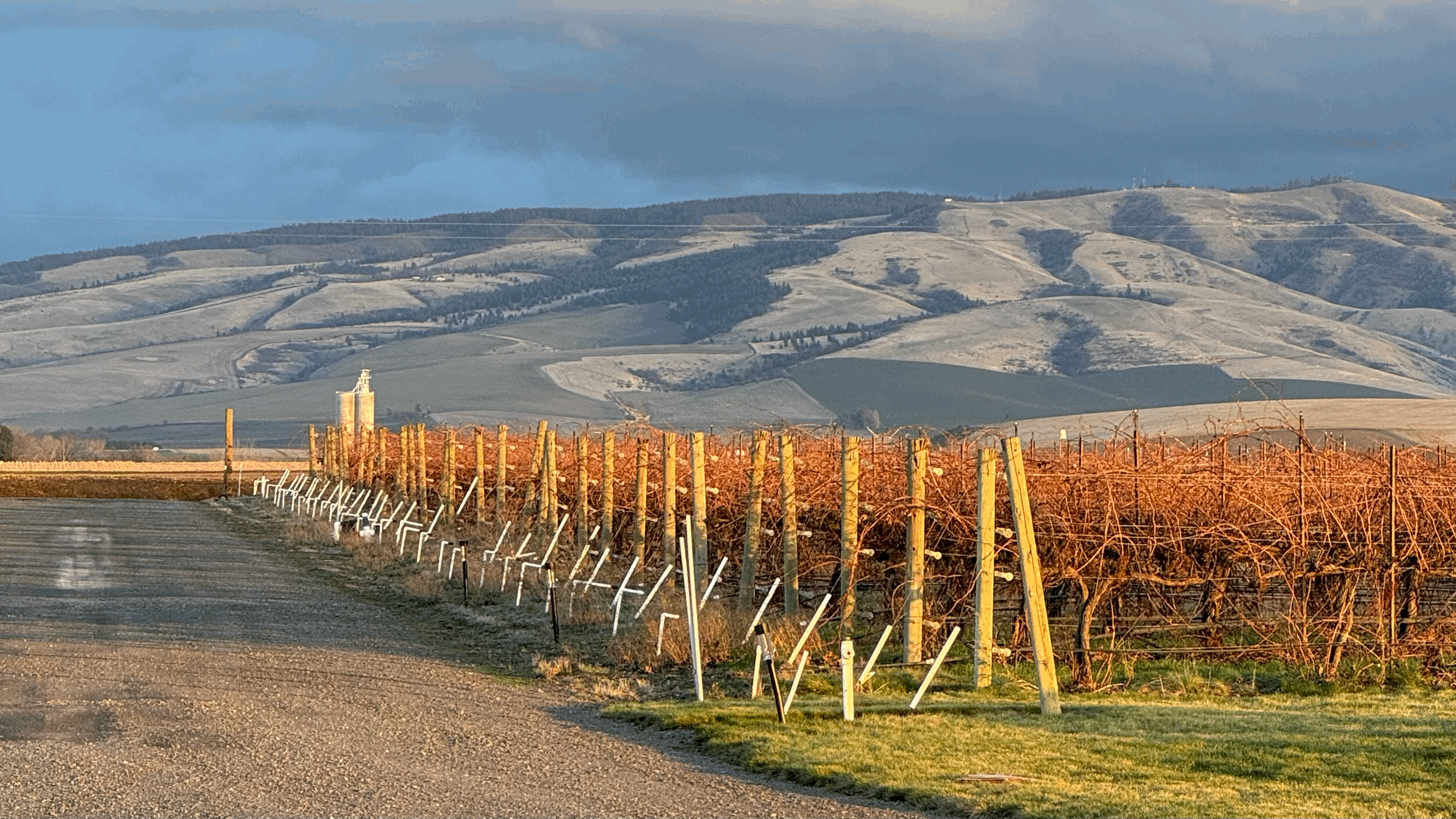 Person overlooking the vineyard landscape at sunset in Walla Walla
