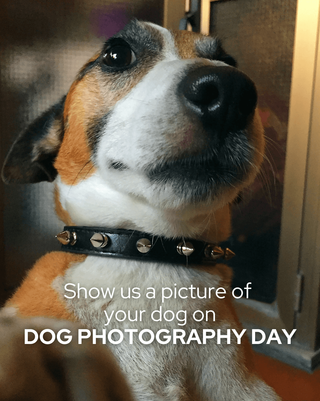 Dog Photography Day