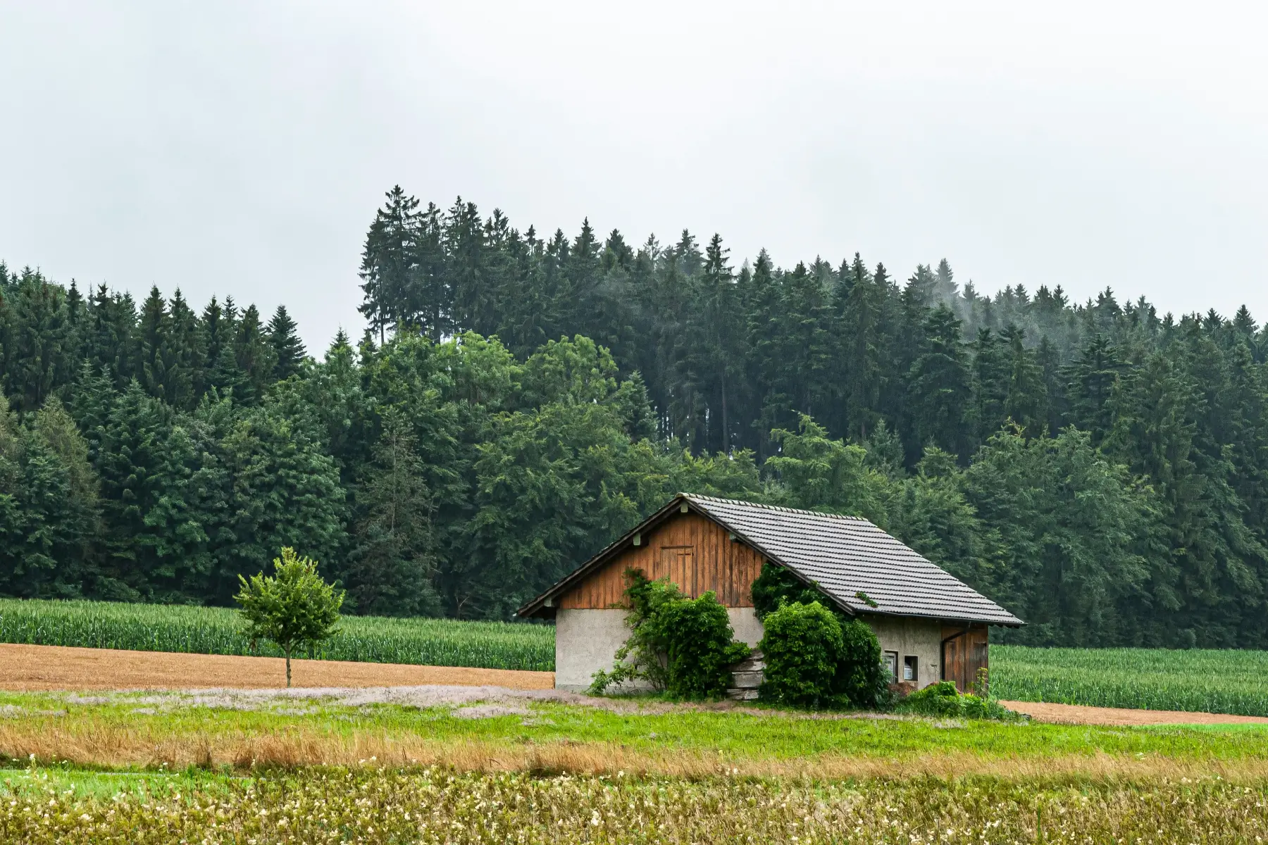 Kleines rustikales Haus mit Ziegeldach auf Wiese am Waldrand unter bewölktem Himmel.