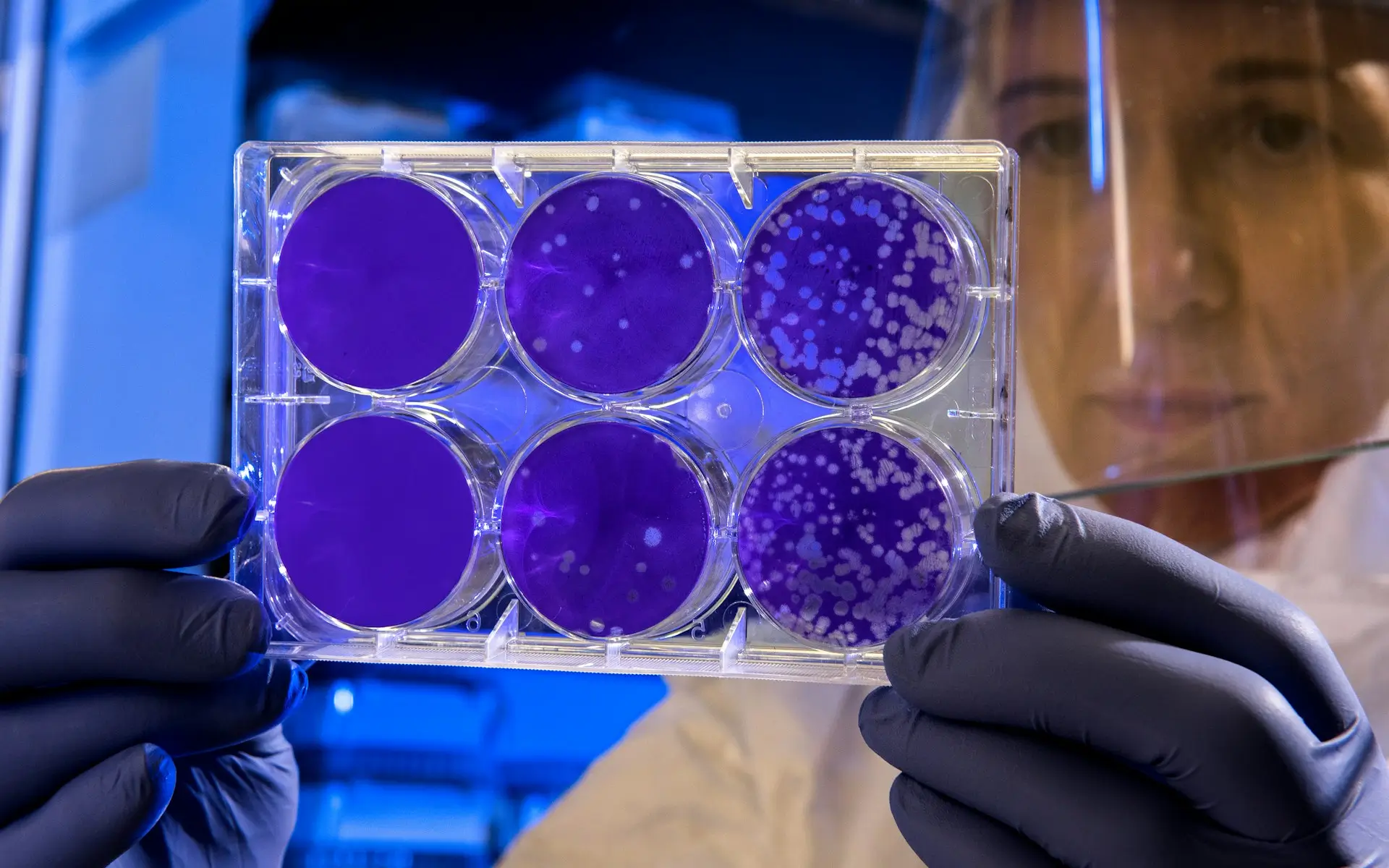 Close-up of a scientist holding a tray of petri dishes with purple cultures, wearing gloves and safety gear.