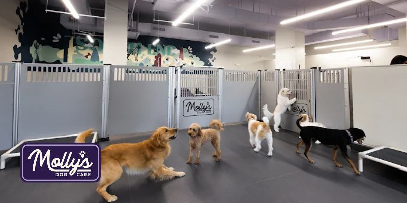 doggy daycare