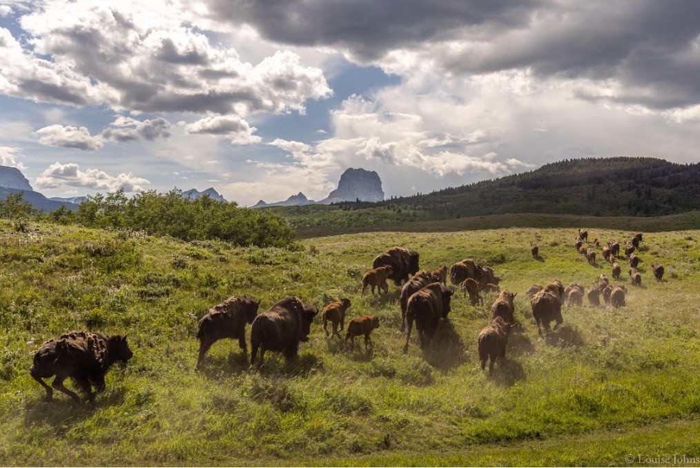 Blackfeet Buffalo return home to the sacred Nínaiistáko or Chief Mountain—"the first time our relatives are free to roam Blackfoot lands since genocide." Photo By: Louise Johns