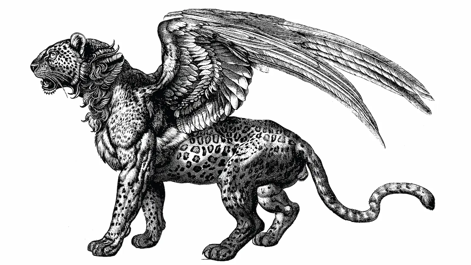 Panther Etching illustration