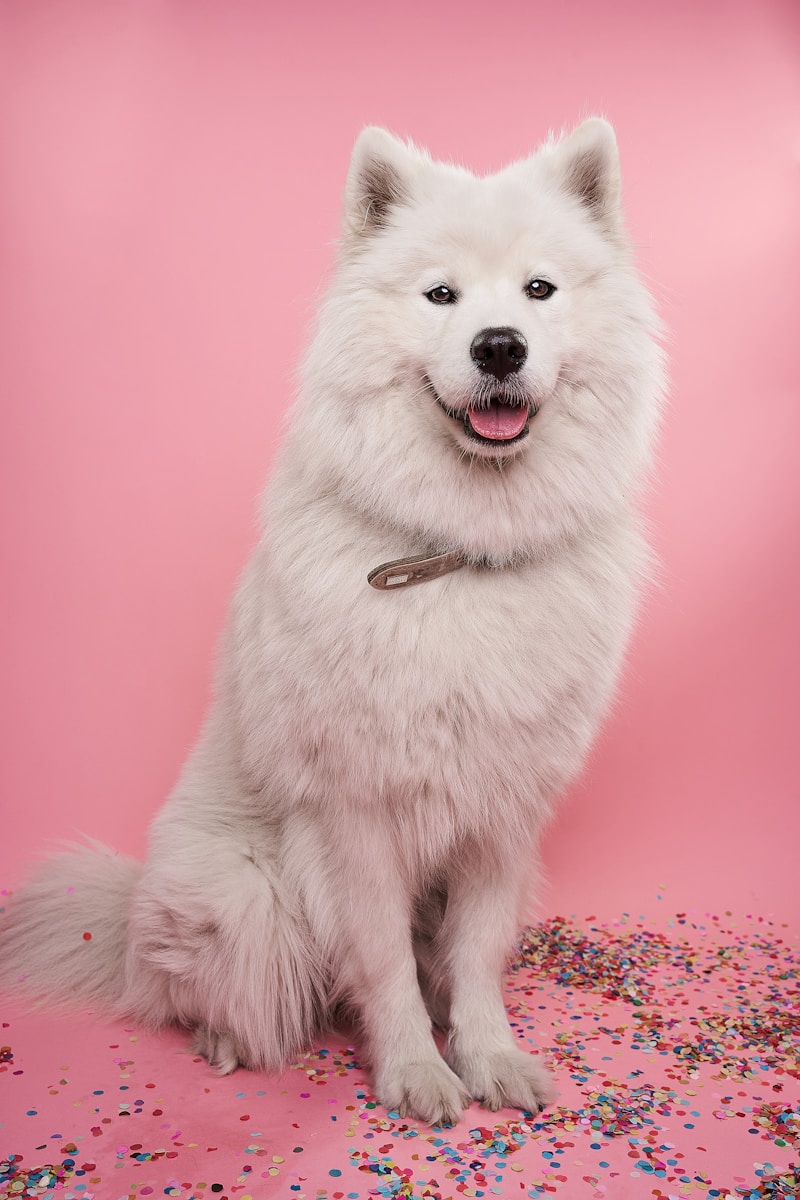 Fluffy Samoyed smiling