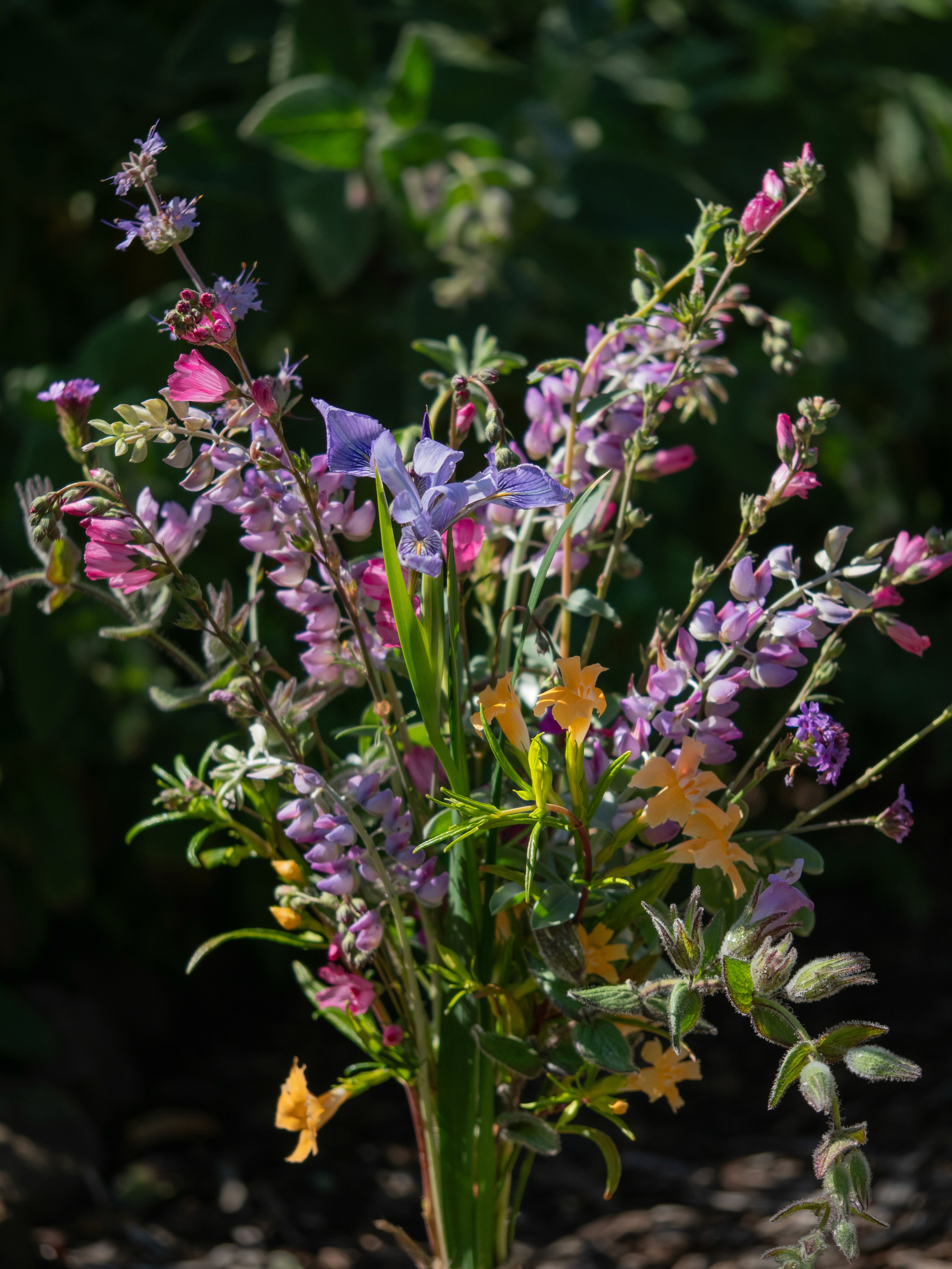 A California native flower bouquet with lupine, iris, salvia, monkey flower, checkermallow and more.