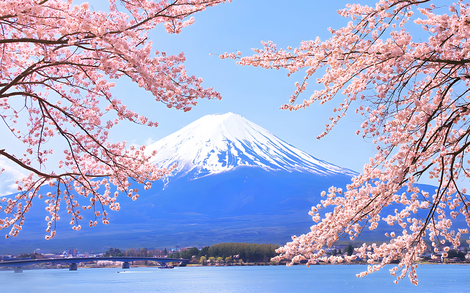 Cherry blossoms framing Mount Fuji in Japan during spring season.