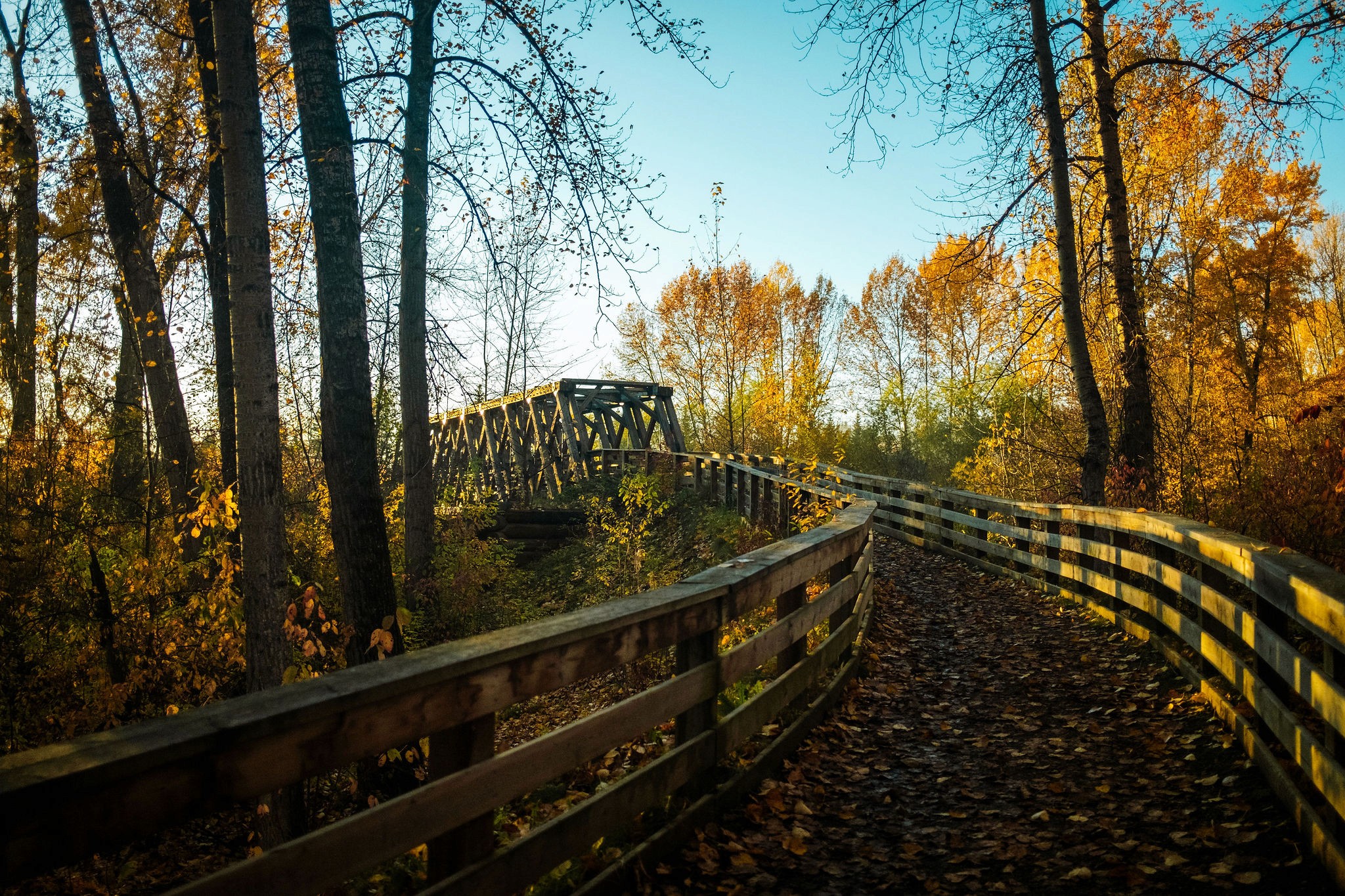 Forest pathway towards a pedestrian bridge 