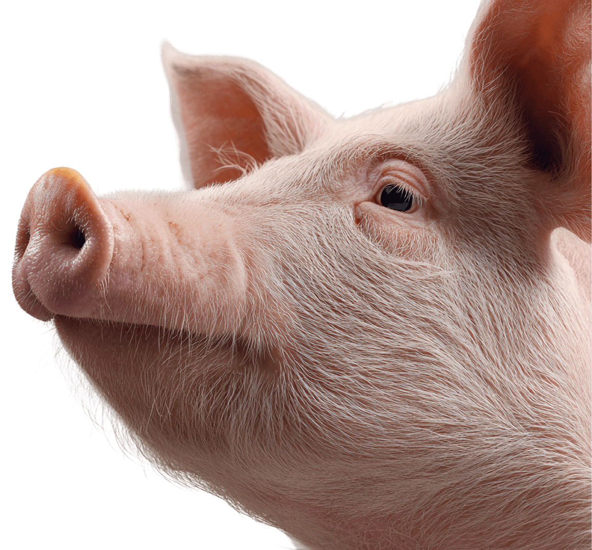 pig