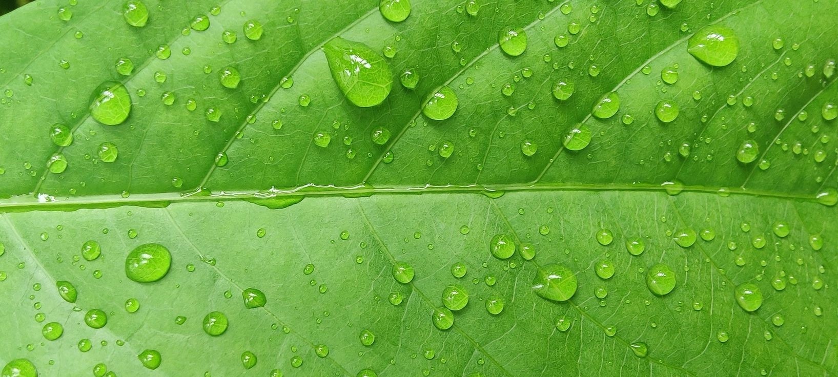 Product page Hero Image-many trees