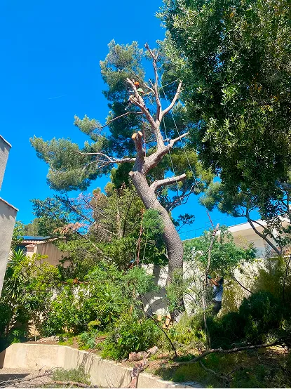 Un arbre qui se fait élaguer