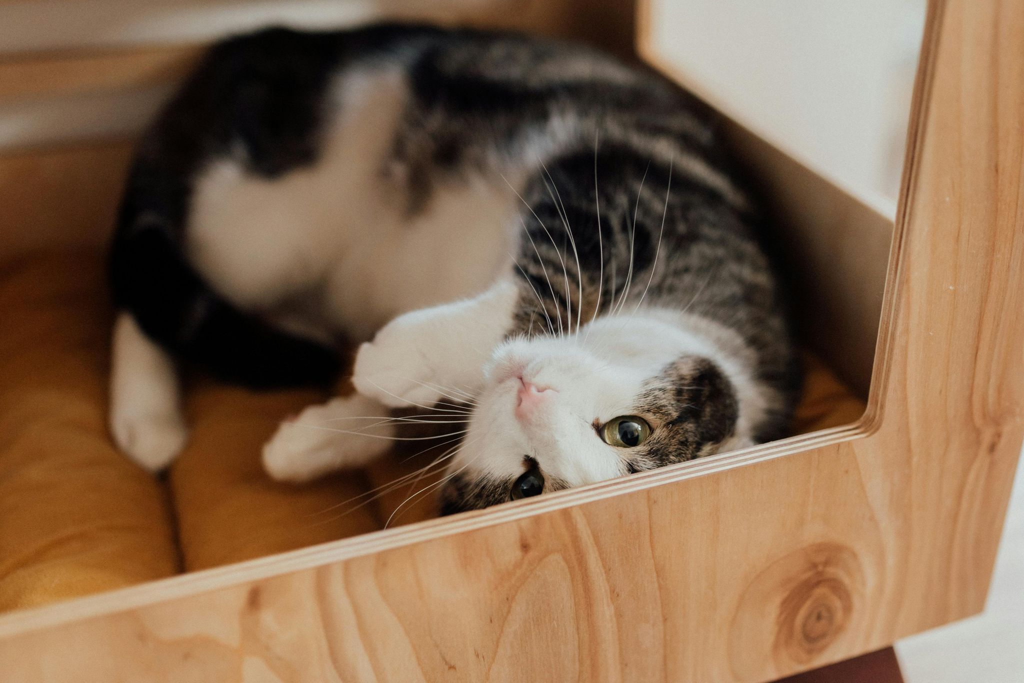 A stressed cat is hiding and lying down inside a box.
