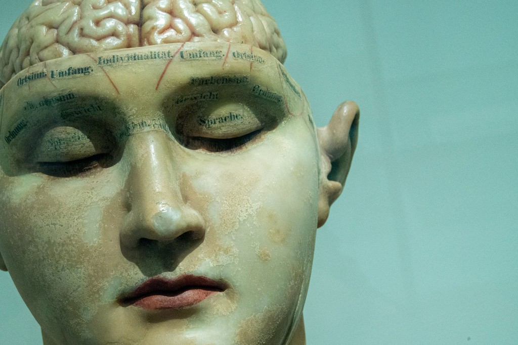 A close-up of a phrenology head model with detailed markings and labels on the brain, illustrating the historical practice of studying skull shapes to determine personality traits and mental faculties.