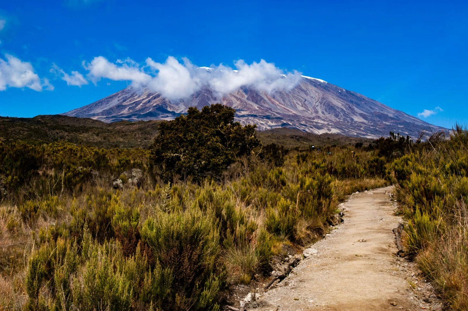 Kilimanjaro image