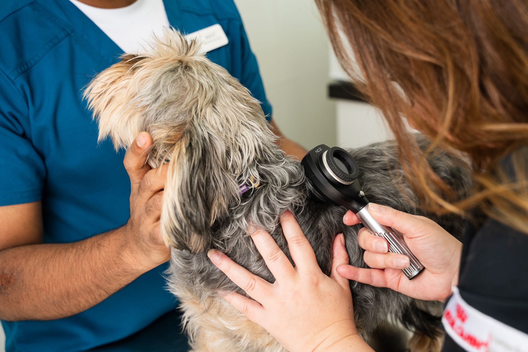 Two veterinarians are holding a dog and checking its skin and coat for signs of fleas.