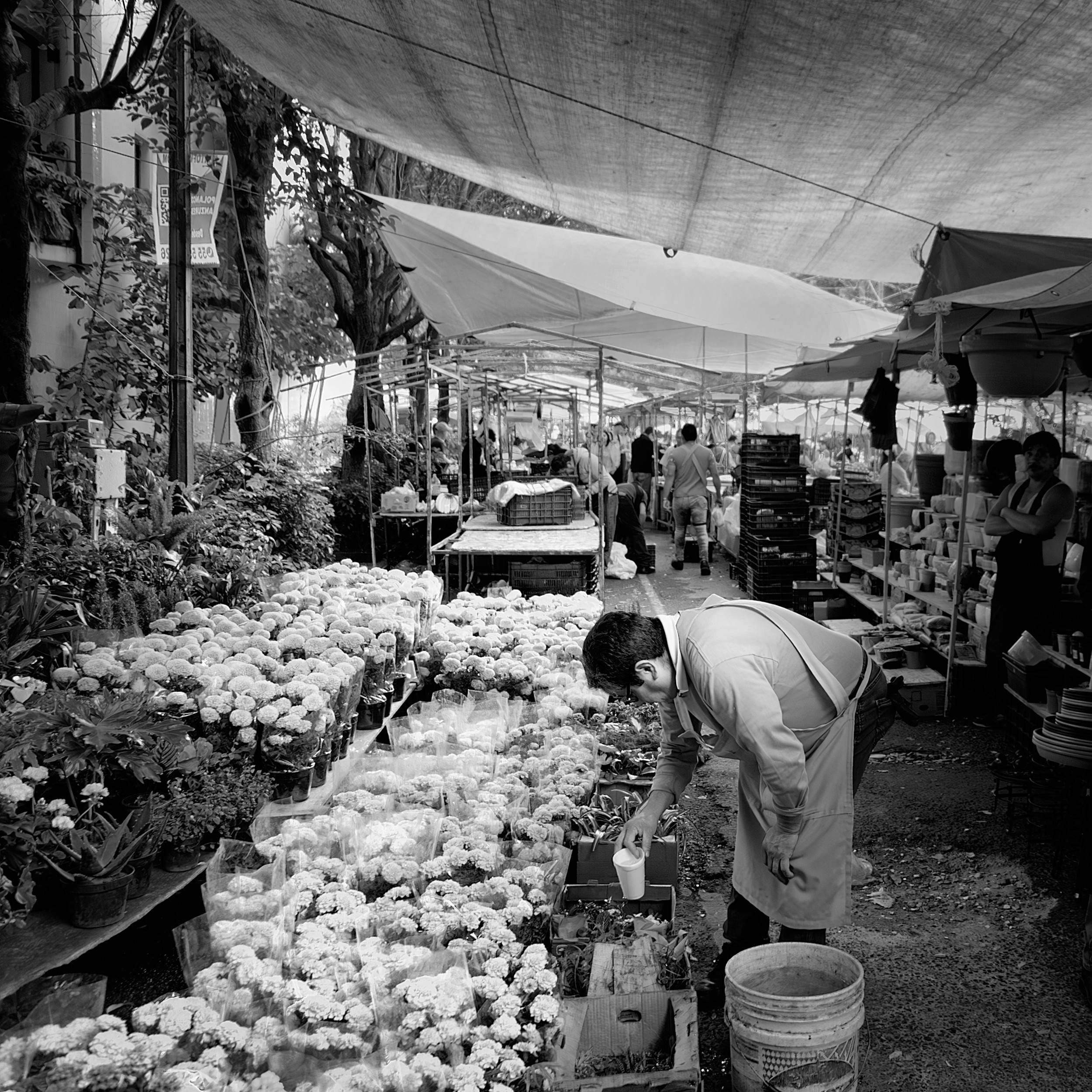 Black and white photo of a man tending to cempasúchil flowers at an outdoor market in Mexico, with rows of marigolds under canopy tents and early morning light.