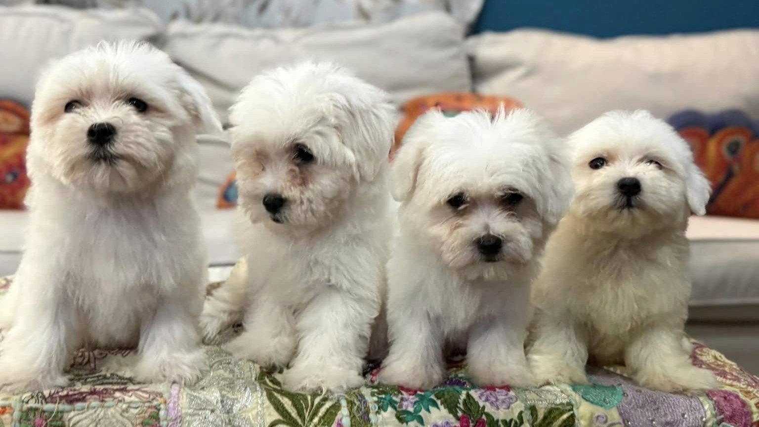 Four white puppies are sitting down on a table with a floral tablecloth.