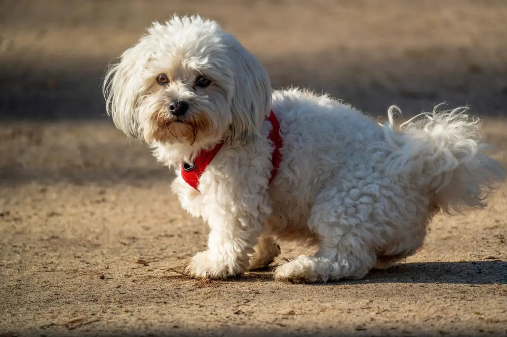 A Maltese dog with a red collar is standing on the ground.