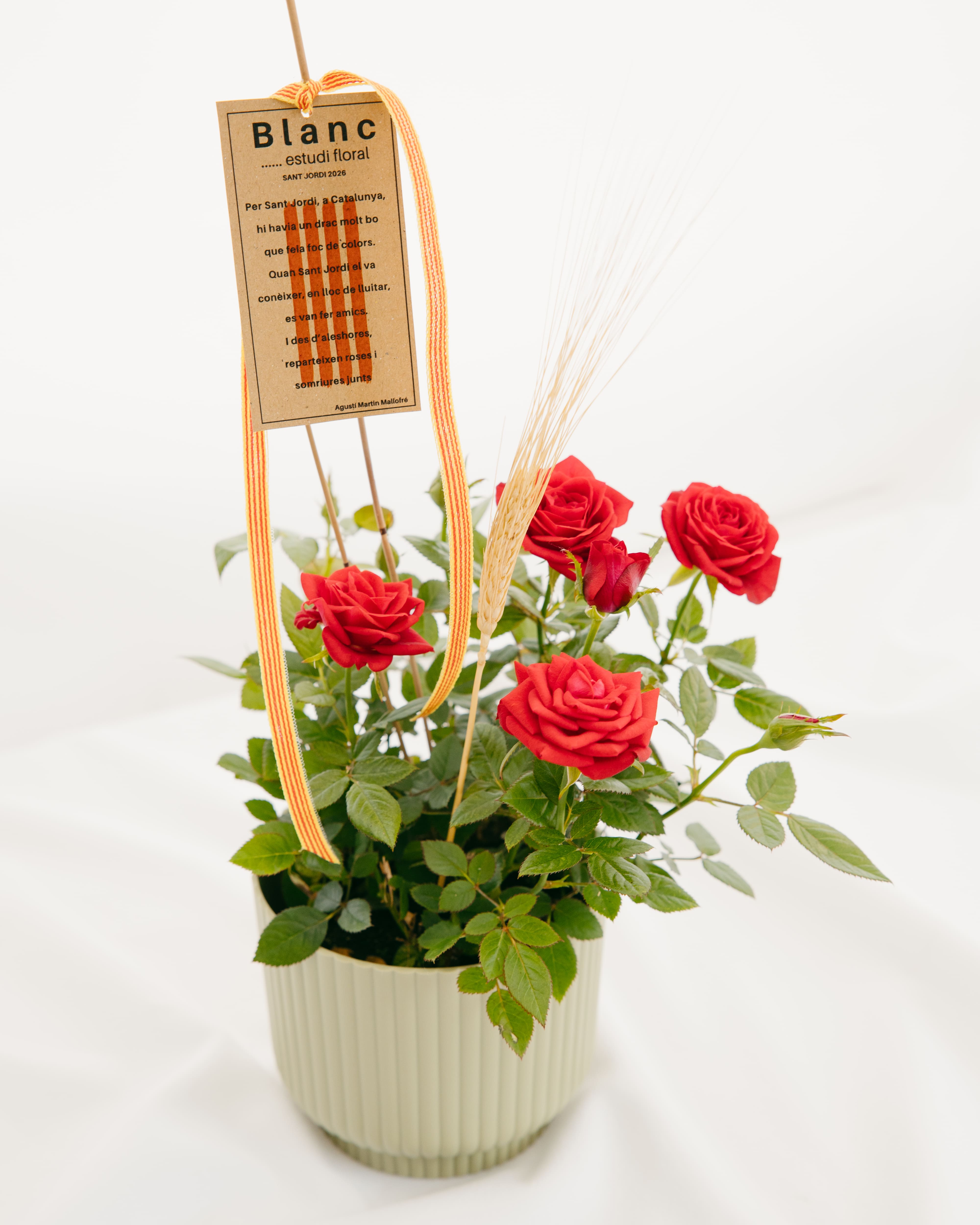 Roser mini de roses vermelles en test de ceràmica verd amb espiga, senyera i etiqueta amb poema de Sant Jordi sobre fons blanc.