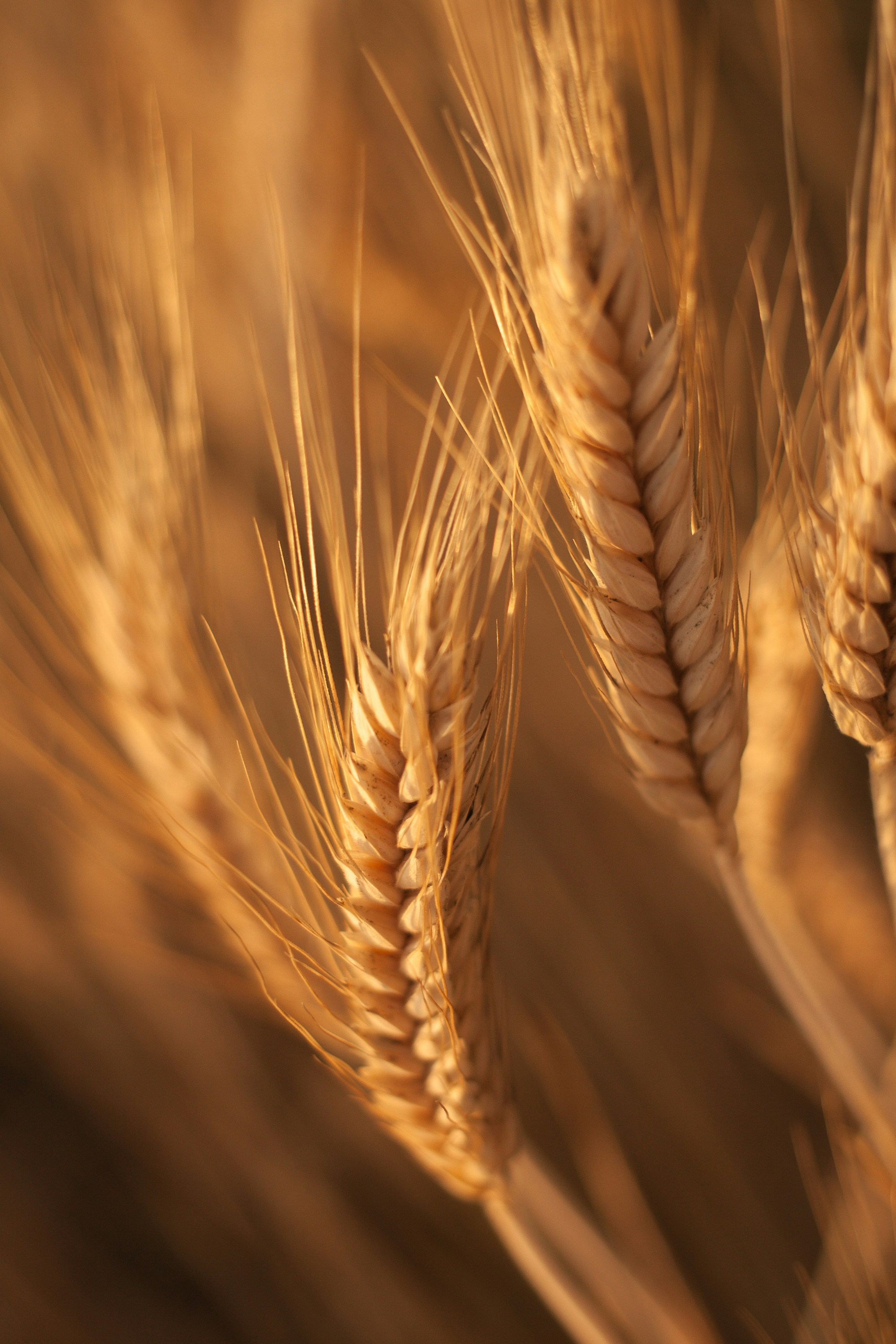 Wheat heads in a field