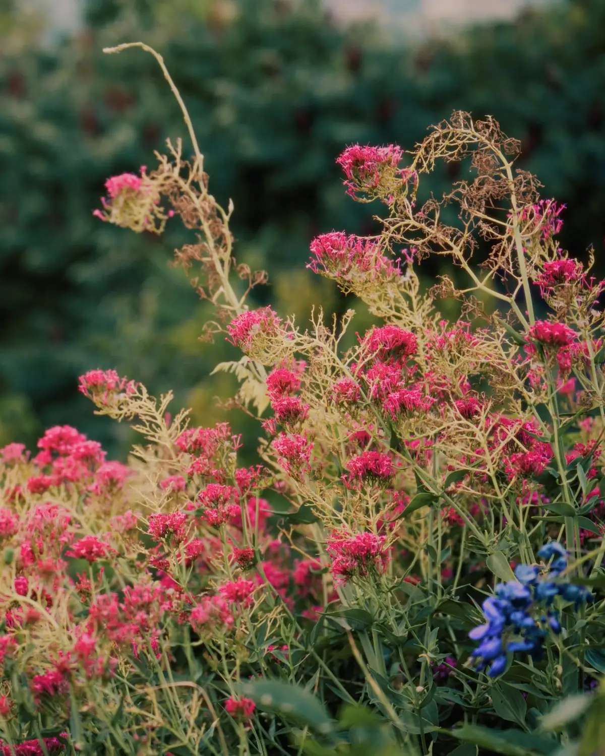 Rote Spornblumen und blaue Blüten wachsen dicht im Garten vor grüner Hecke