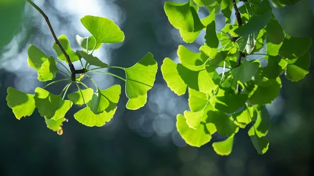 Ginkgo biloba leaves