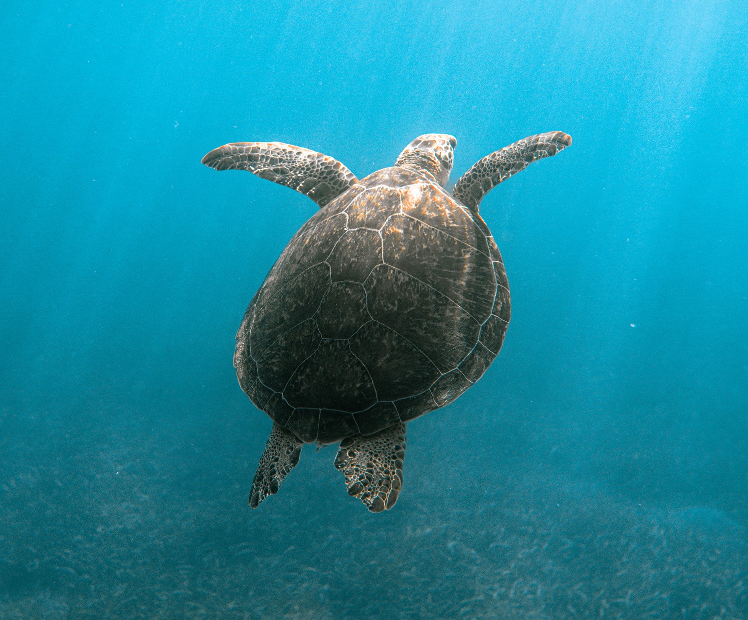 Turtle