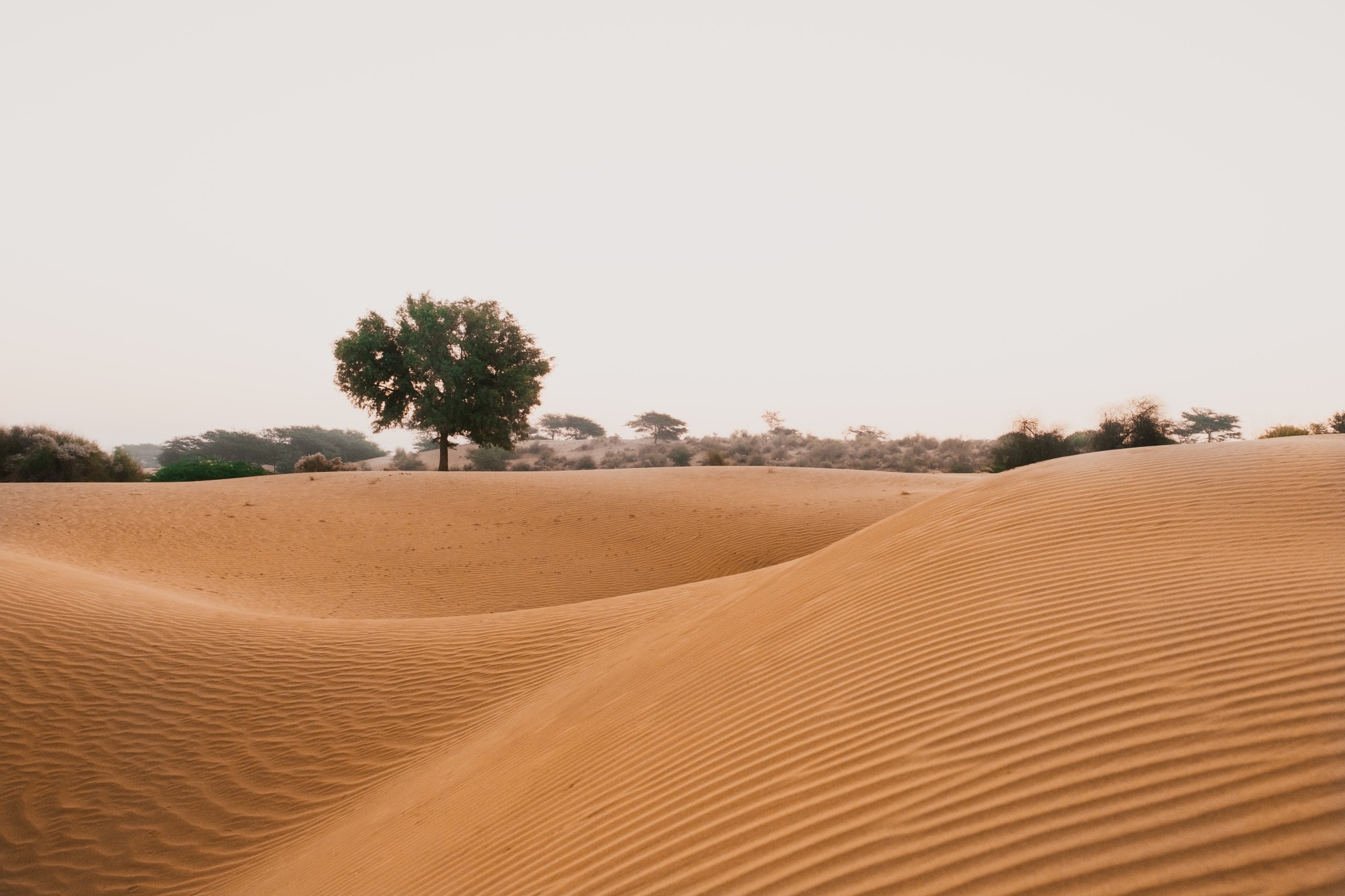Thar Desert by anshul sharma