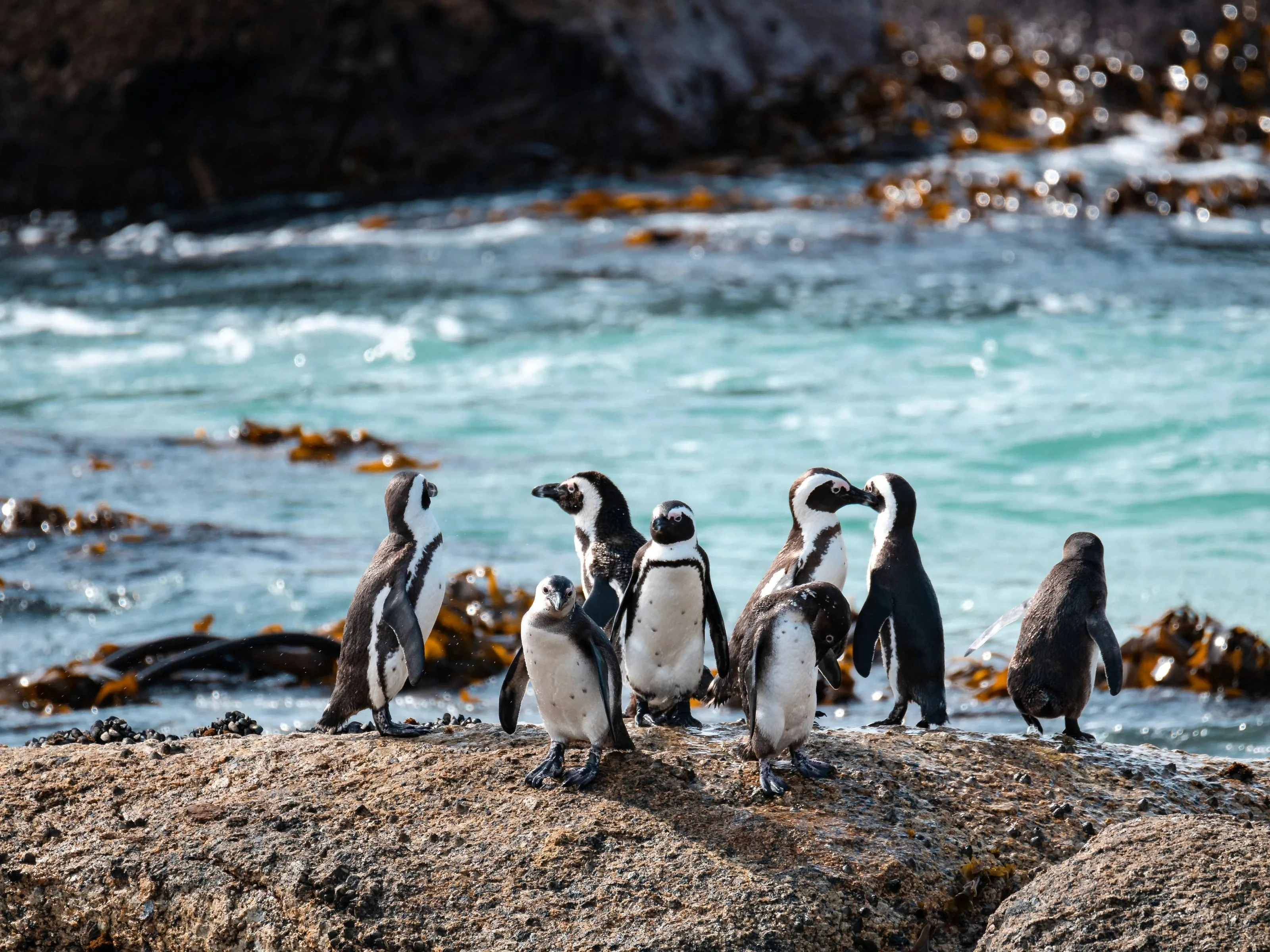 South Africa Tour Package 11 Nights 12 Days