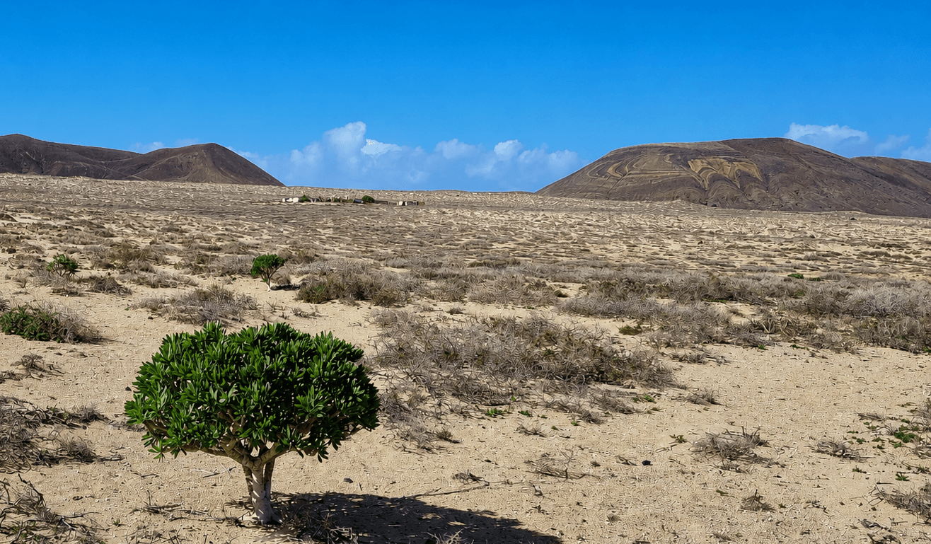 the green in the desert, the solution