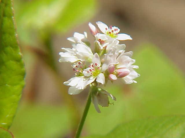Gryka