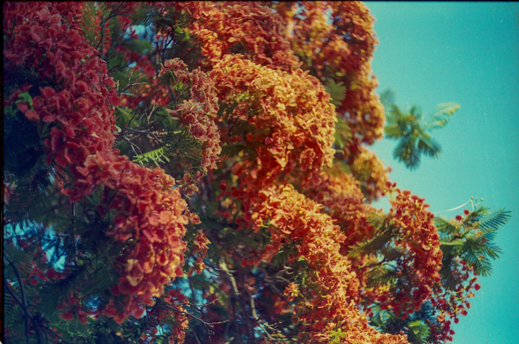 Red Flowers Against Blue