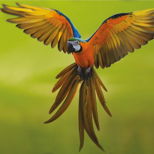 Theme Park Oltremare: Entry Ticket