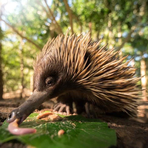 Un'echidna con aculei pungenti annusa un verme su una foglia in una radura forestale.