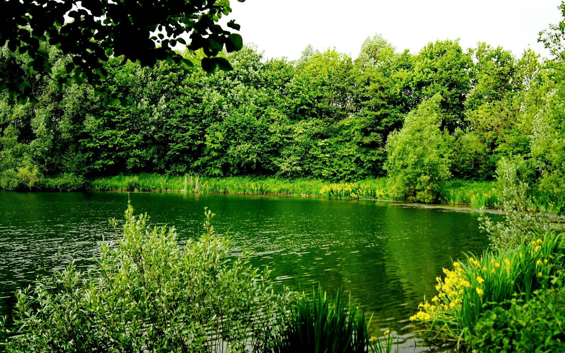 <img src="small-lake-green-trees.png" alt="A serene small lake surrounded by lush green trees along its boundaries, reflecting the peaceful natural scenery." />