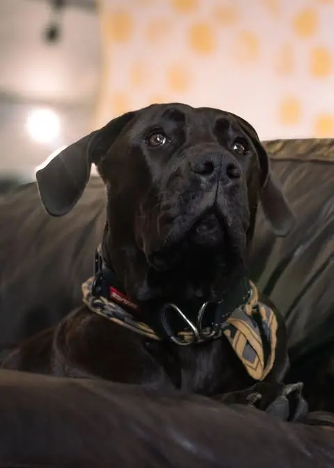 Image of Pegasus the dog