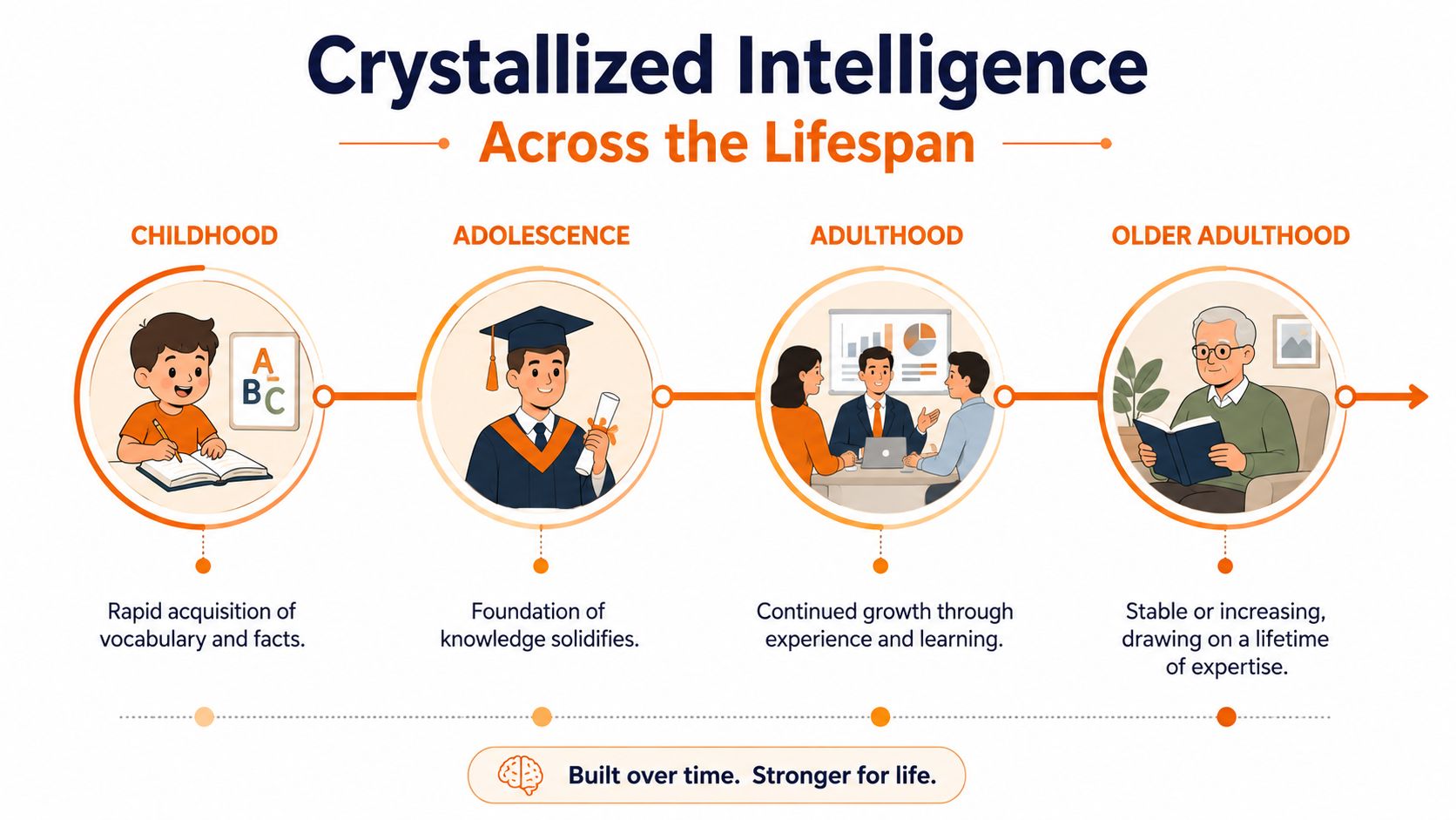 A diagram illustrating the progression of crystallized intelligence through childhood, adolescence, adulthood, and older adulthood.