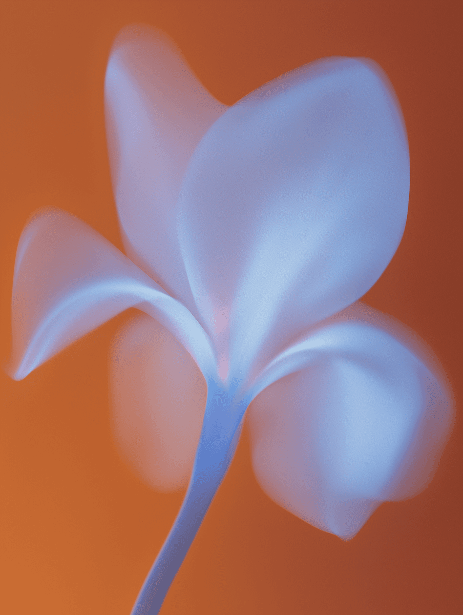 Close-up of a pale blue, ethereal flower on an orange background.