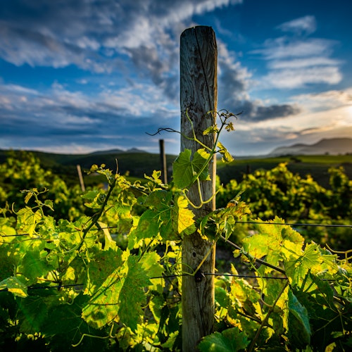 Sunlit vineyard with green grapevines wrapped around wooden posts, set against a backdrop of distant mountains and a cloudy sky.