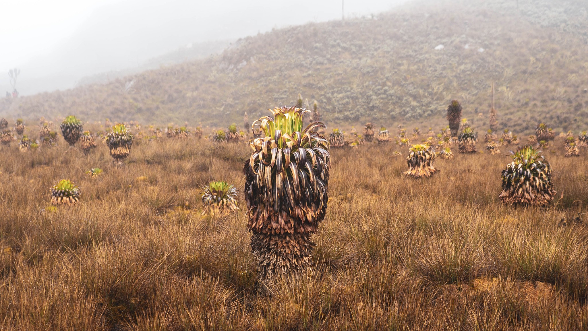 Frailejon - Genus Espeletia. Rwenzori is a vertical laboratory
