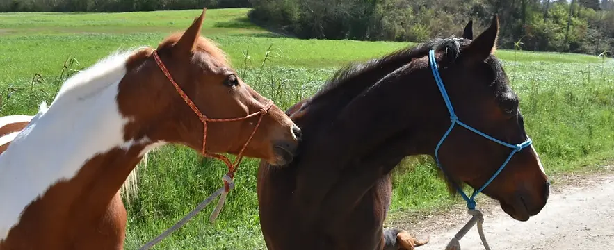 Cavalli per Escursioni a San Miniato