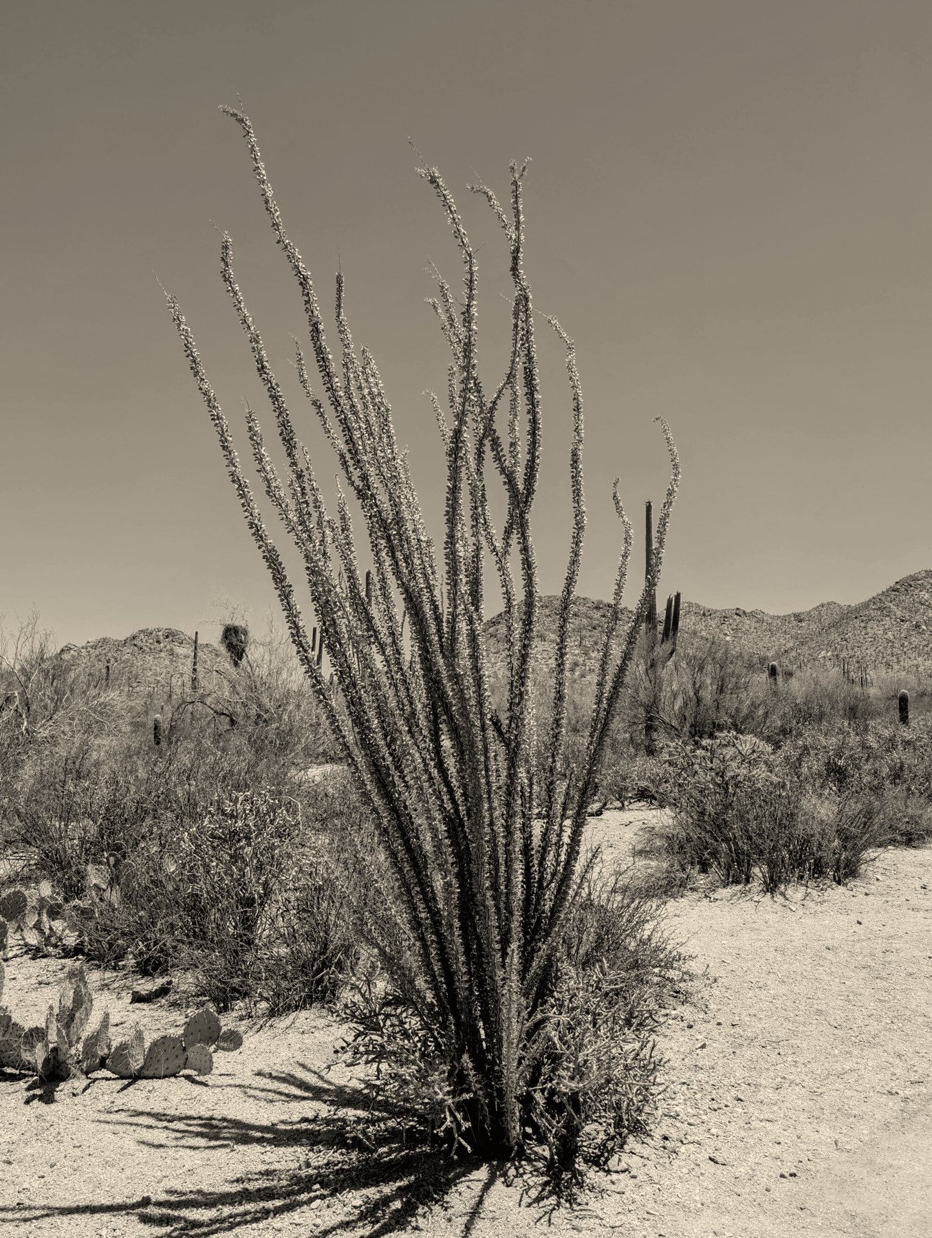 An ocotillo against a clear desert sky