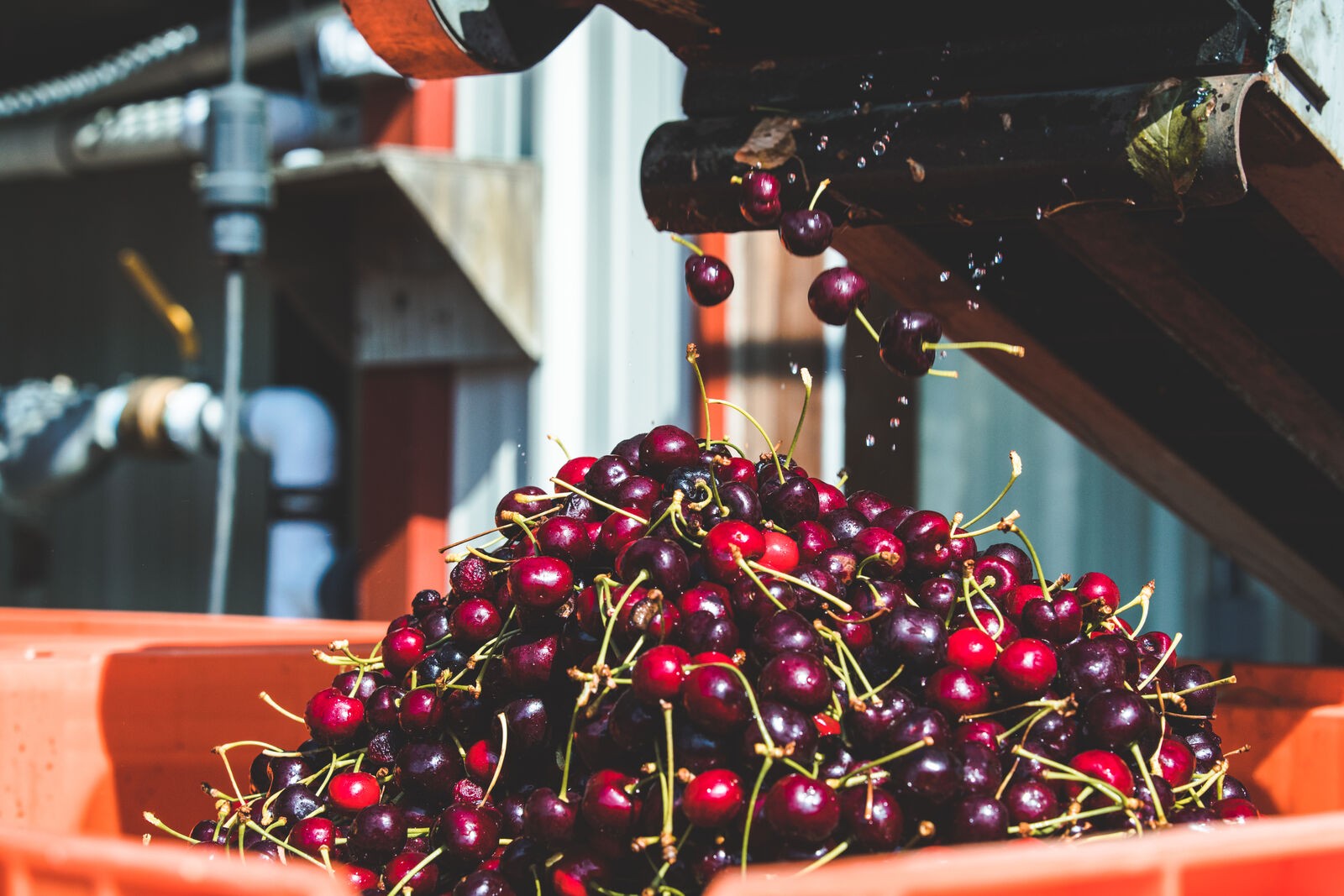 Hood River Cherry Co, the cull bin on the packing line