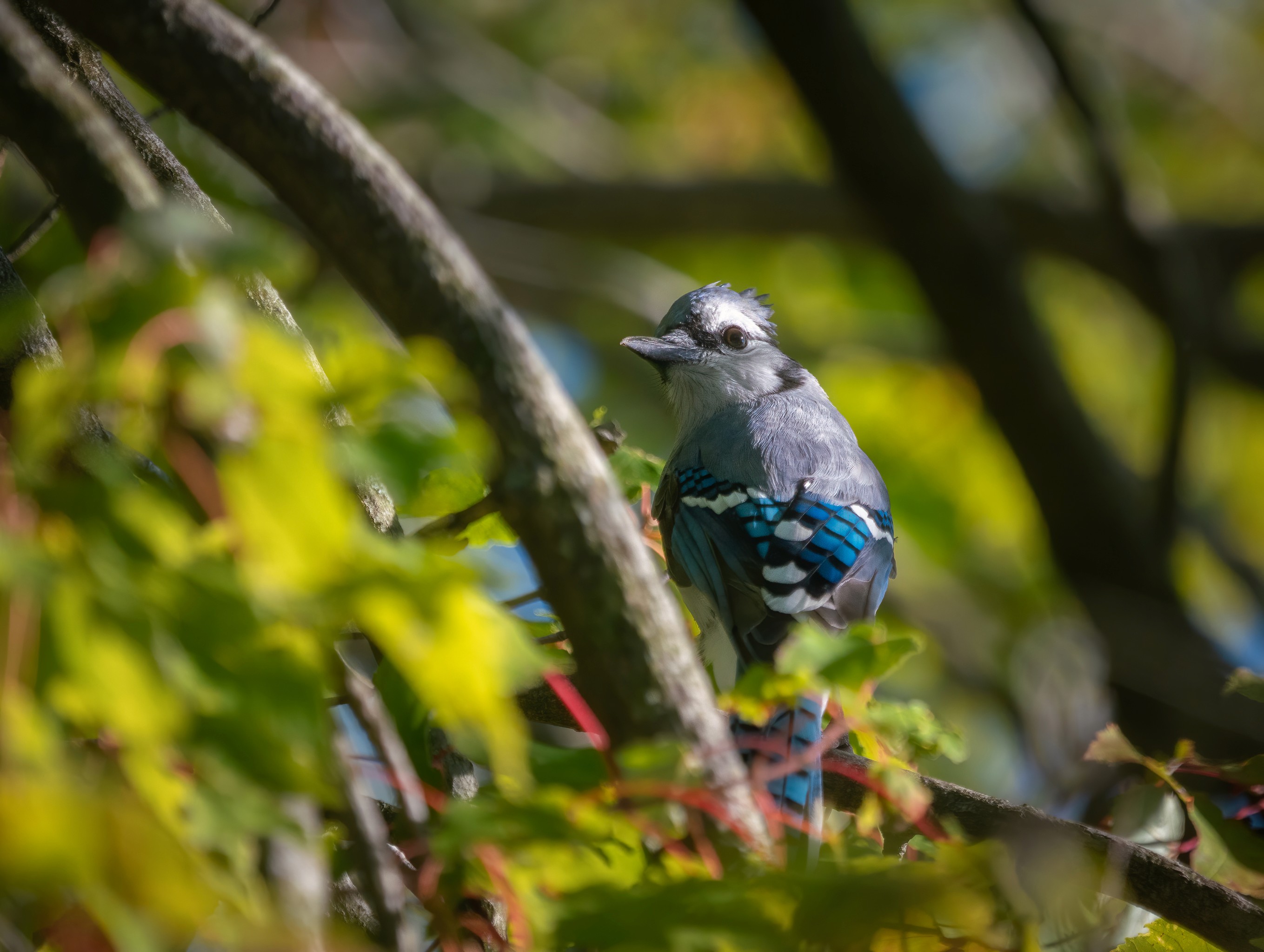 Blue jay in foliage courtesy of John Brighenti