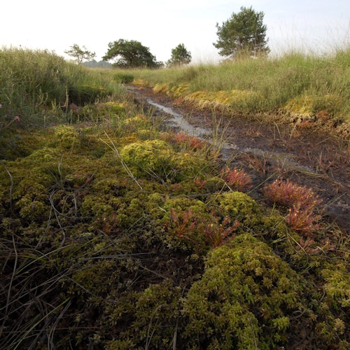 Grassy marshland with wet ground and patches of moss, surrounded by sparse trees under a partly cloudy sky.