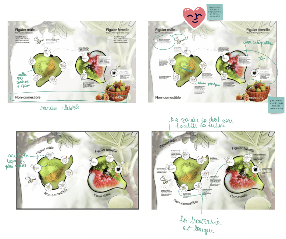 Image des esquisses poussées avec commentaires du projet figuier-blastophage par Élodie Ouellet-Belleau