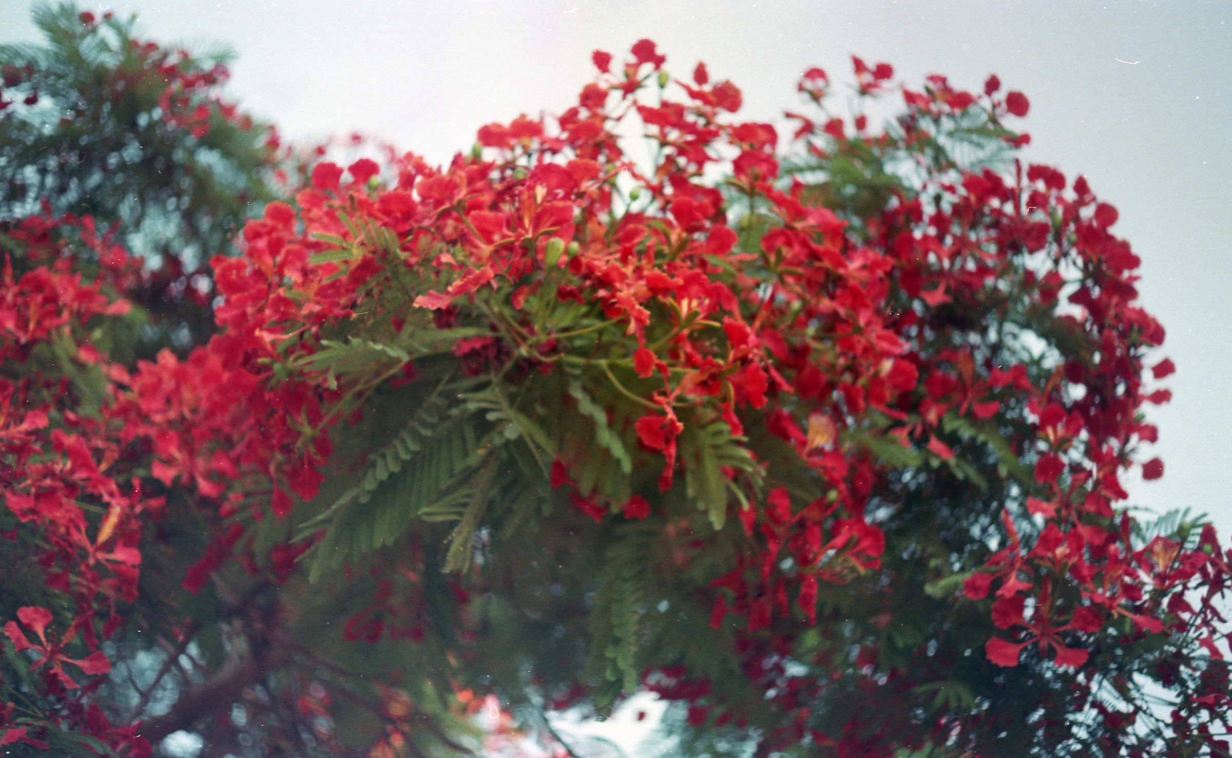 Bougainvillea in Red