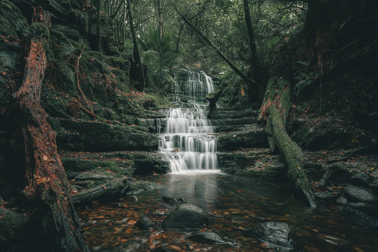 Tasmanian Silky Tints