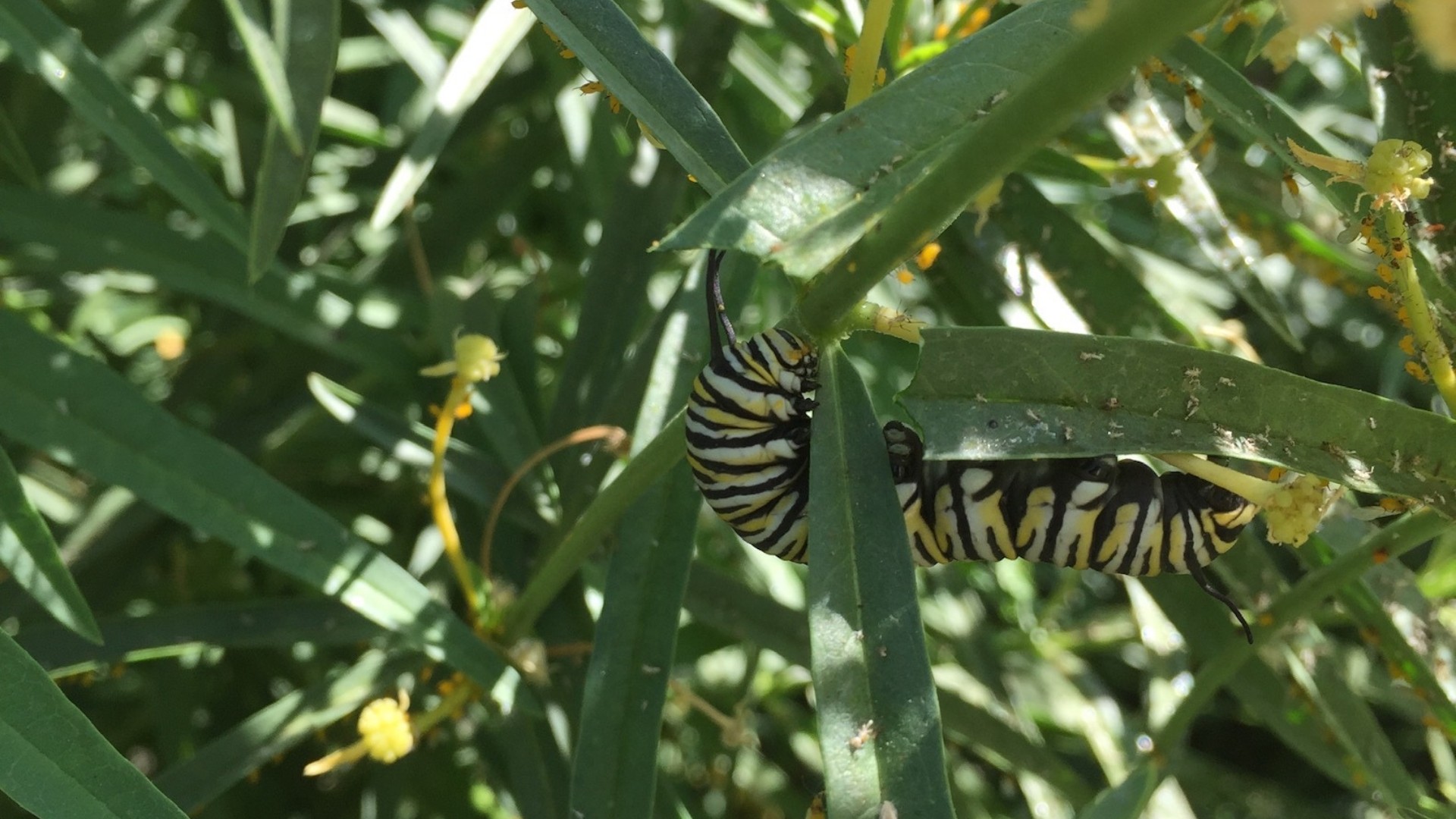 Caterpillar