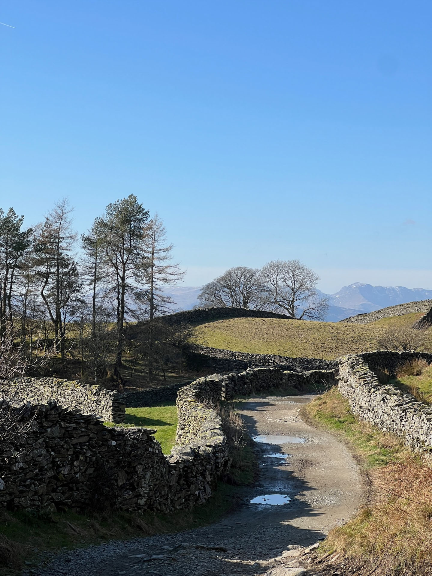 A winding single-track road with stone walls either side. A few puddles reflect the clear blue sky. Fields with bare trees surround it. Fells in the distant background.